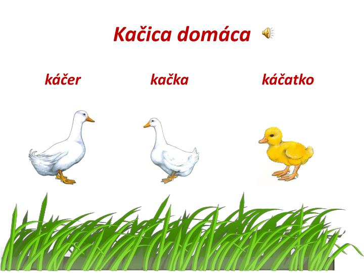 mlada