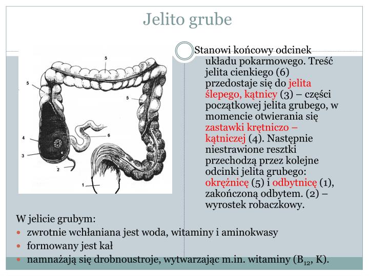 Czy Bakterie żyjące W Jelicie Ułatwiają Trawienie Celulozy PPT - Układ pokarmowy człowieka PowerPoint Presentation - ID:5079896