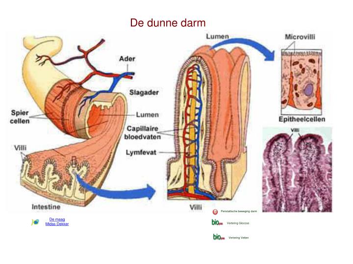 dunne darm problemen