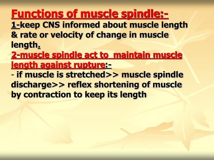 What is the Stretch Reflex ? PowerPoint Presentation Biology Diagrams