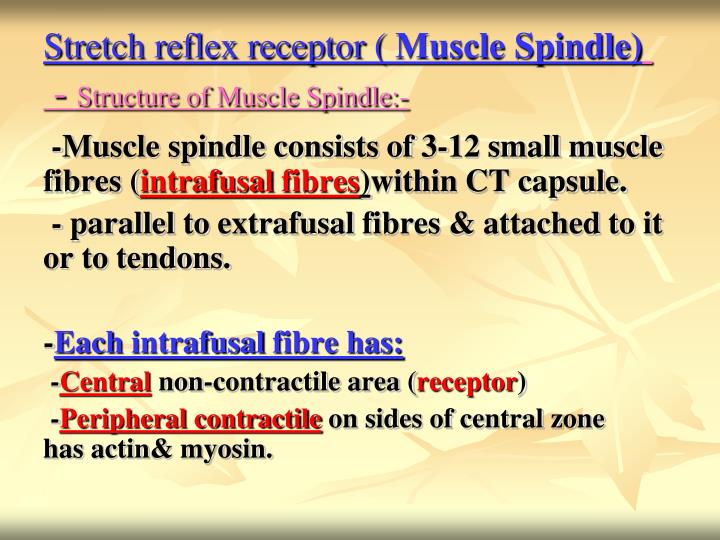 What is the Stretch Reflex PowerPoint Presentation Biology Diagrams