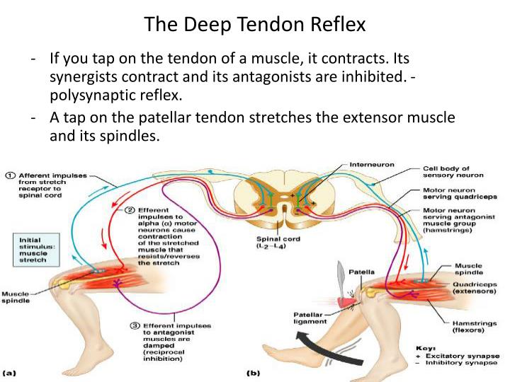 Ppt Reflex Physiology Powerpoint Presentation Id5096233 6966