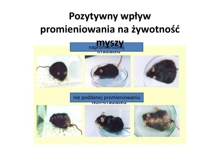 Wpływ Promieniowania Jonizującego Na Organizmy żywe Prezentacja PPT - Wpływ promieniowania jonizującego na organizmy żywe PowerPoint