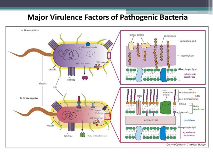 PPT - Comparative Genomics PowerPoint Presentation - ID:5137435