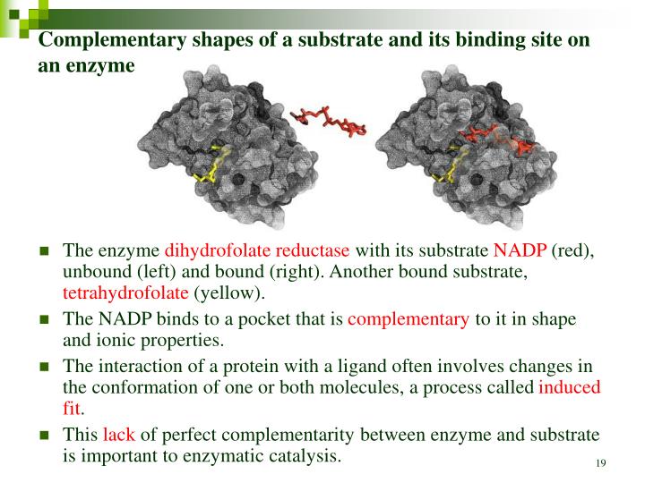 PPT Chapter 6 Enzymes PowerPoint Presentation ID5143485