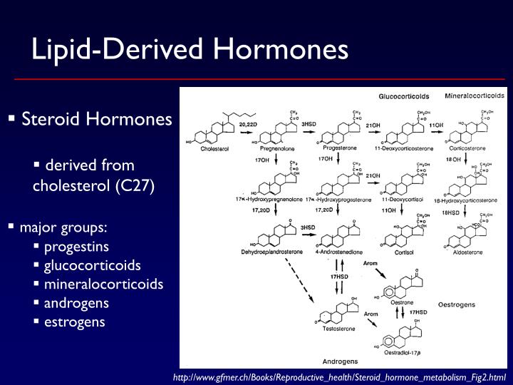 What Are Lipid Derived Hormones