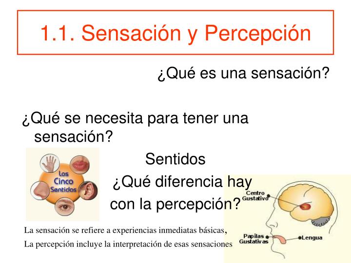 ¿cuál Es La Diferencia Entre Sensación Y Percepción Bien Explicado Porn Sex Picture 