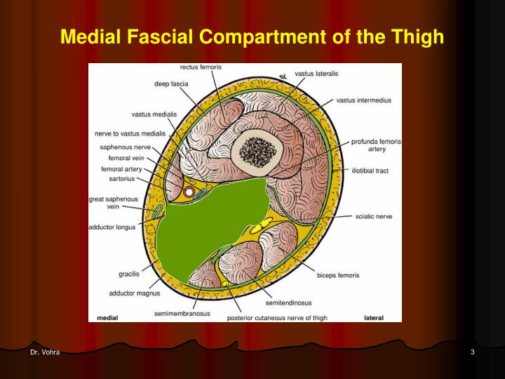 fascial compartments of leg thigh fascial compartments of leg thigh