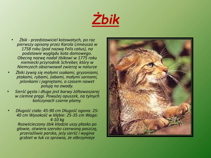Owady Chronione W Polsce Prezentacja PPT - Ssaki chronione w Polsce PowerPoint Presentation - ID:5268355
