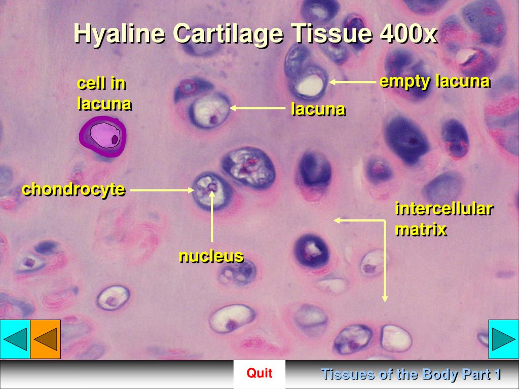 Hyaline Cartilage Under Microscope X Micropedia