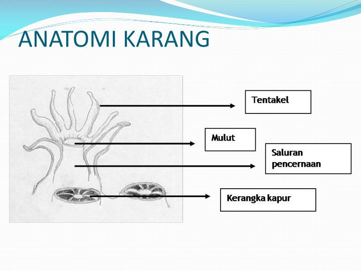 PPT BIOLOGI TERUMBU KARANG PowerPoint Presentation ID:5299229 PPT BIOLOGI TERUMBU KARANG PowerPoint Presentation ID:5299229