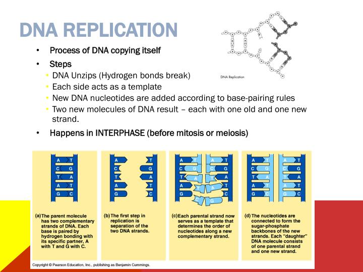 Ppt You Asked For It Powerpoint Presentation Id 5314311 What Acts As The Template In Dna Replication