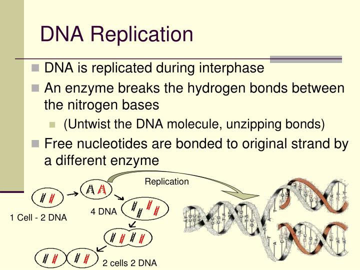 Similiar Genetics Powerpoint Made Easy Keywords Ppt Chapter 12 Dna The Molecule Of Heredity Powerpoint Presentation