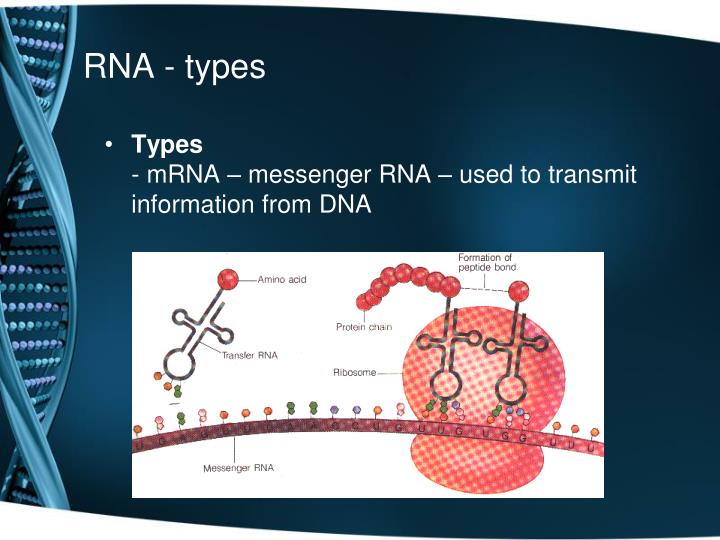 PPT - DNA And RNA PowerPoint Presentation - ID:5328466