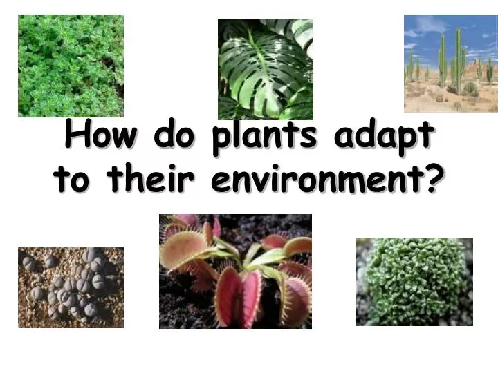 PPT How Do Plants Adapt To Their Environment PowerPoint Presentation 