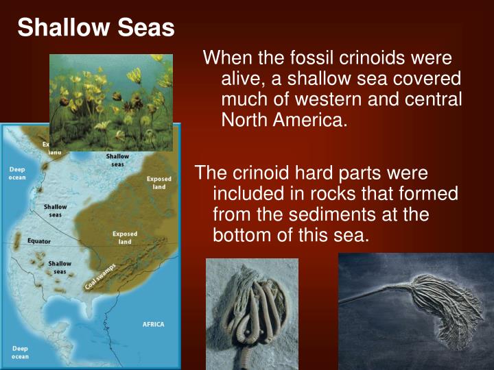 dating technique using comparison of fossils Dating methods in archaeology archaeomagnetic dating: finds of index fossils in the tool bearing geological deposits are sufficient to date these. dating technique using comparison of fossils Dating methods in archaeology archaeomagnetic dating: finds of index fossils in the tool bearing geological deposits are sufficient to date these.