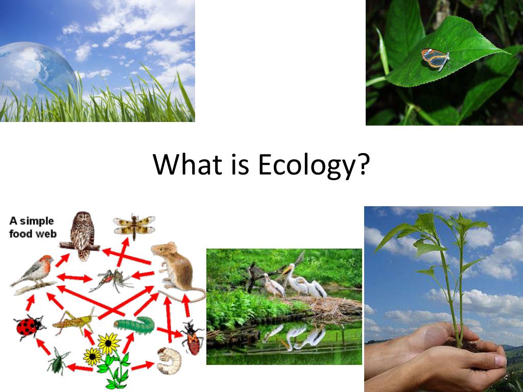 presentation definition ecology