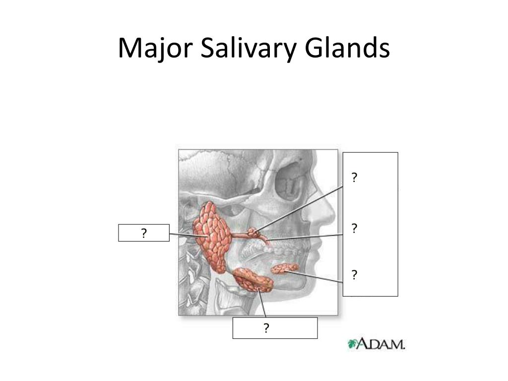 Ppt Salivary Gland Tumors Powerpoint Presentation Free Download Id