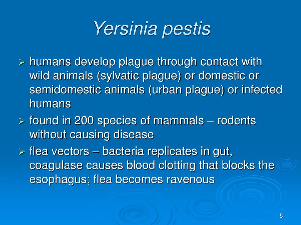 PPT - The Gram-Negative Bacilli of Medical Importance 2/2 PowerPoint ...