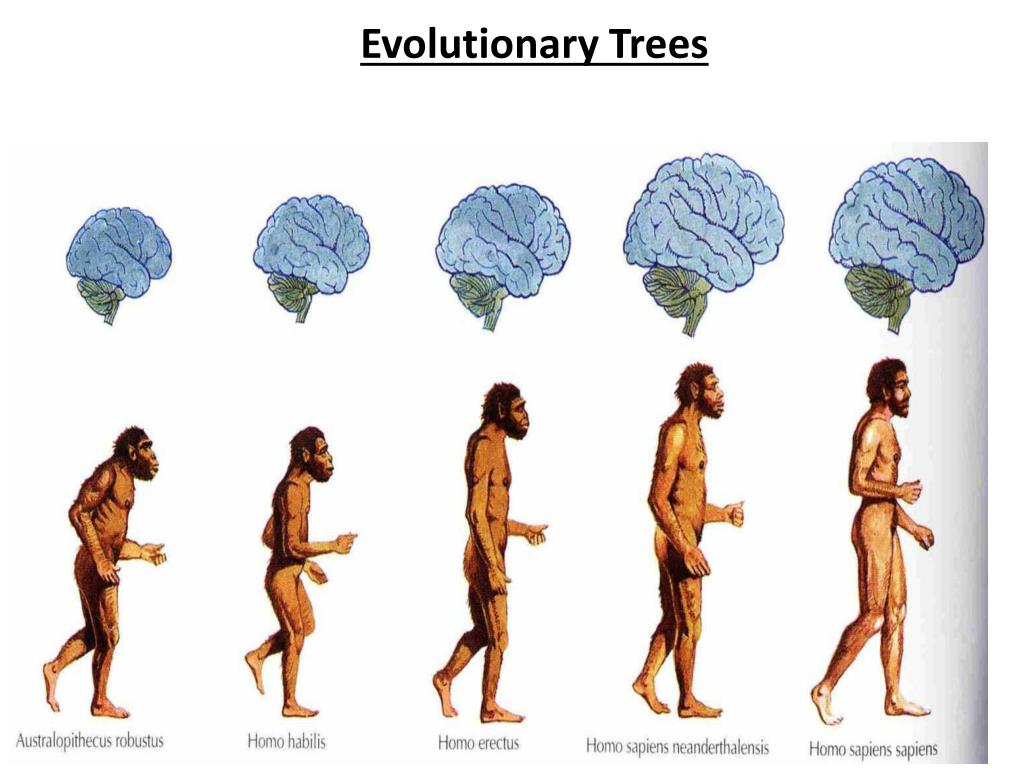 Mensch ist mensch. Хомо сапиенс история человечества. Эволюция человека. Развитие человека. Эволюция человека homo.
