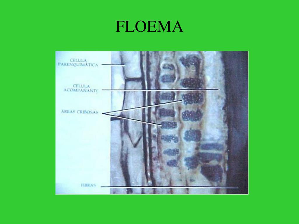 floema