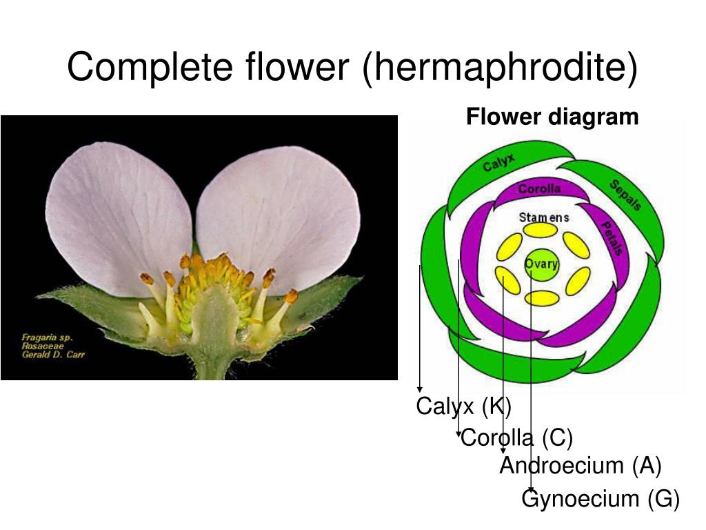 PPT Flower Morphology PowerPoint Presentation Free Download ID 3614831 PPT Flower Morphology PowerPoint Presentation Free Download ID 3614831