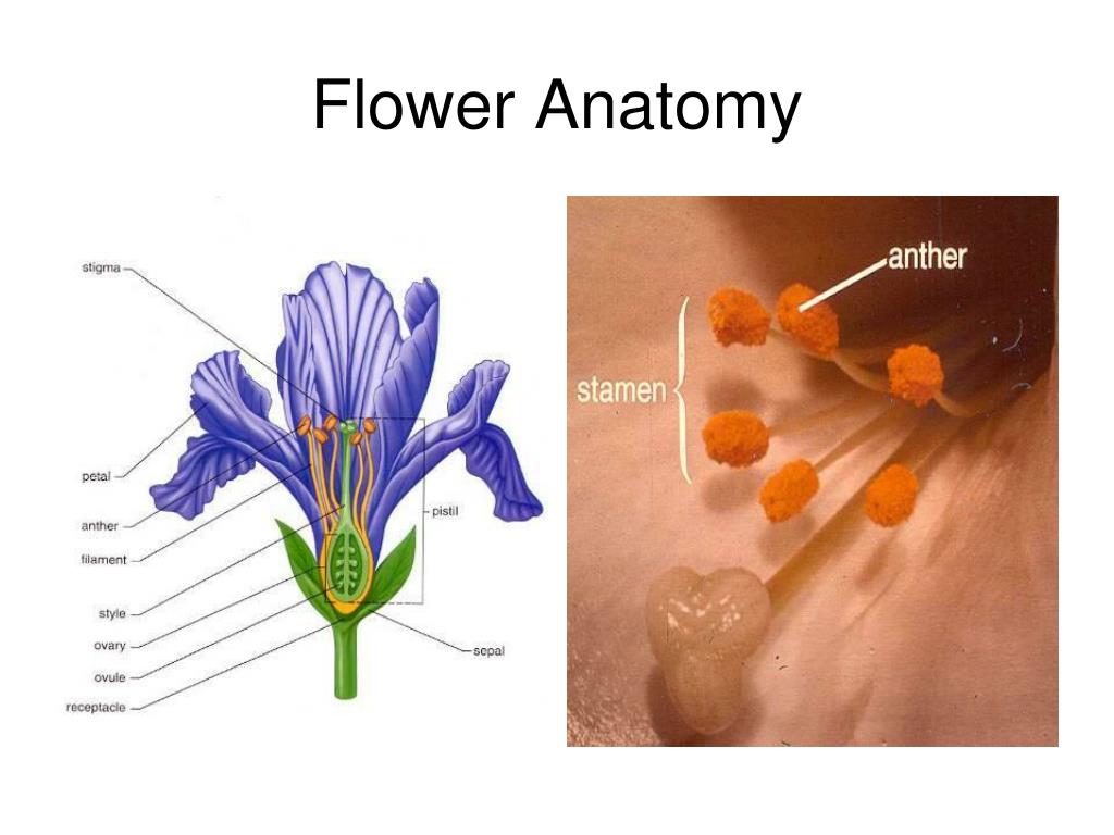 Ppt Flower Morphology Powerpoint Presentation Free Download Id 3614831