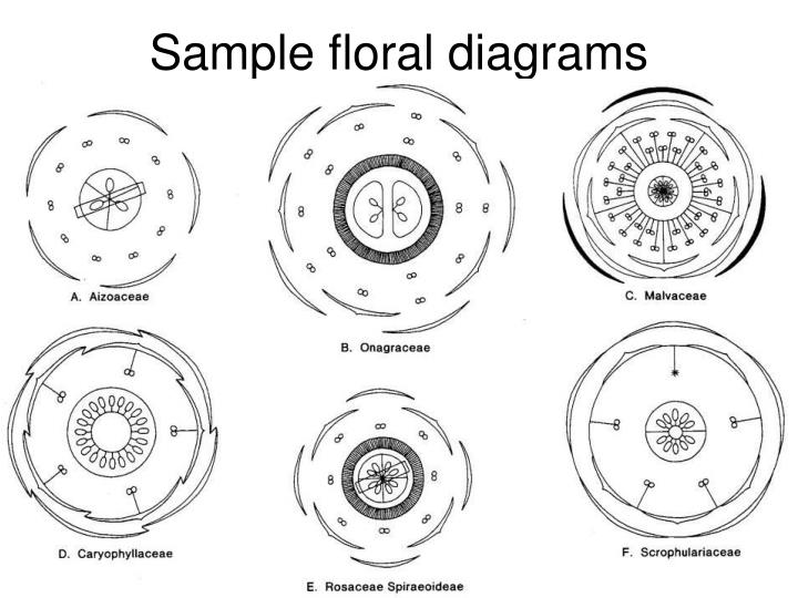 PPT Flower morphology PowerPoint Presentation ID3614831