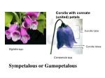 PPT - Flower morphology PowerPoint Presentation - ID:3614831