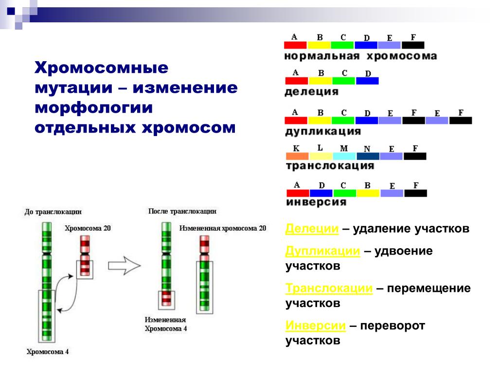 Замена нуклеотида в гене признак. Хромосомные мутации дупликация. Хромосомные мутации схема. Хромосомные аберрации схема. Делеция дупликация инверсия транслокация Инсерция.
