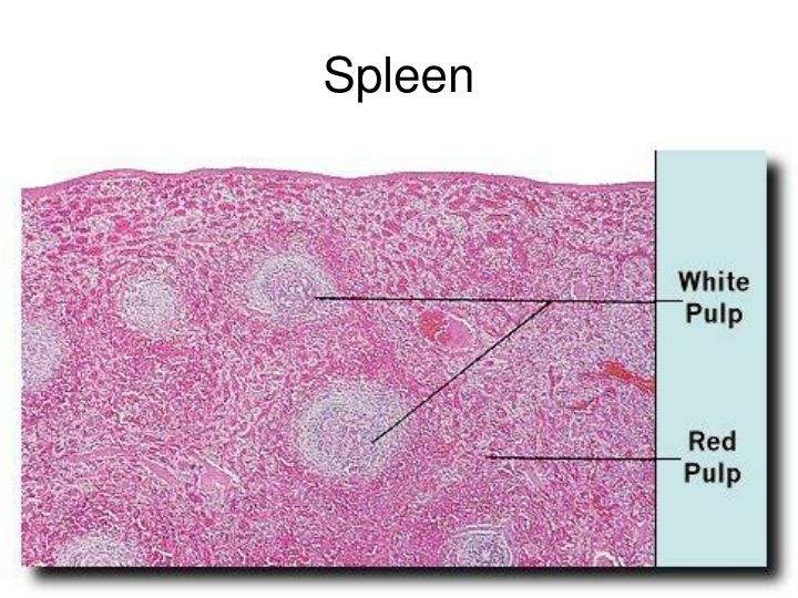 PPT Digestive System Cat, Histology and Models PowerPoint