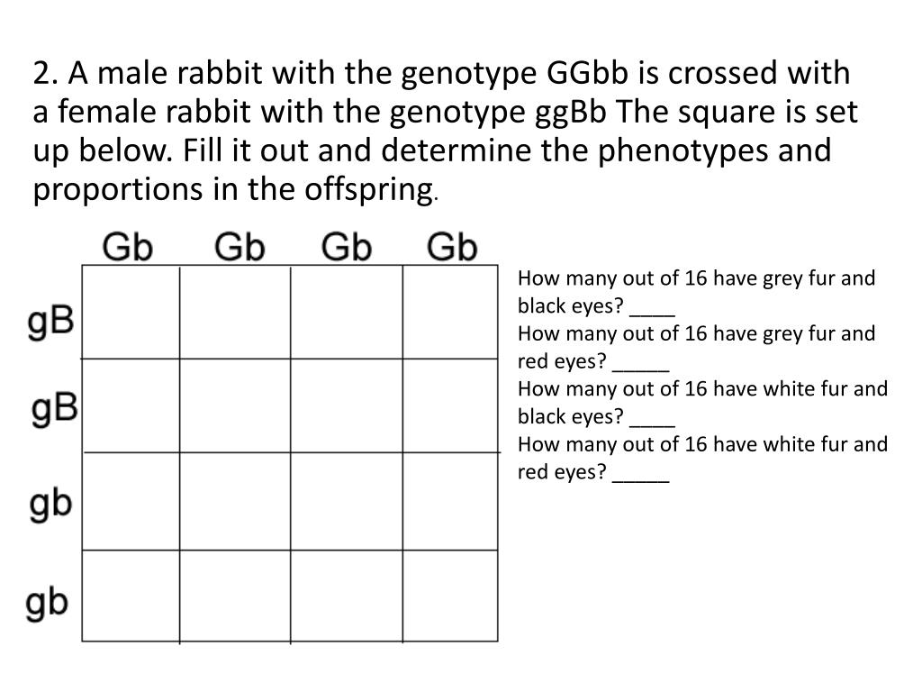 Punnett Square Of Dihybrid Cross Determining Genotypes And Phenotypes