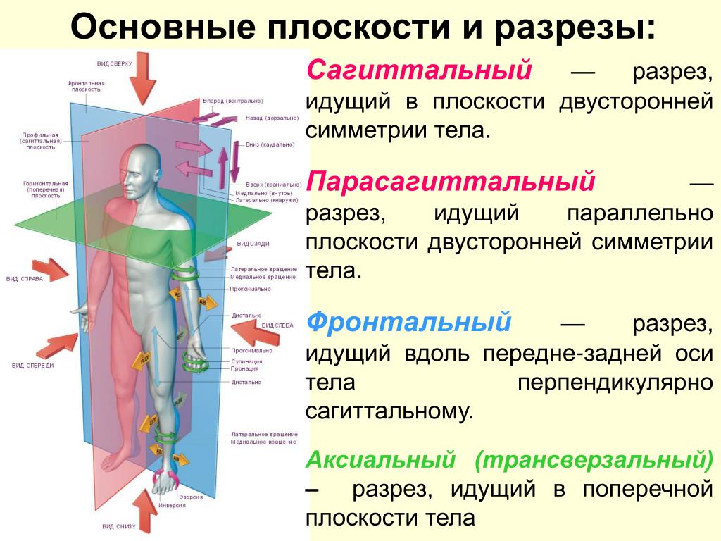 Что значит вертикальная ось. Фронтальная сагиттальная и горизонтальная плоскость. Плоскости в анатомии. Оси и плоскости в анатомии. Плоскости и оси тела человека в анатомии.