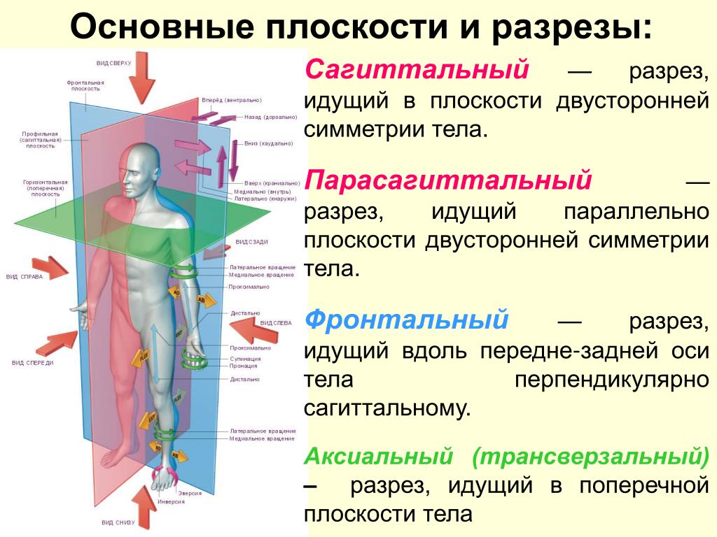 Вертикальная ось упражнения