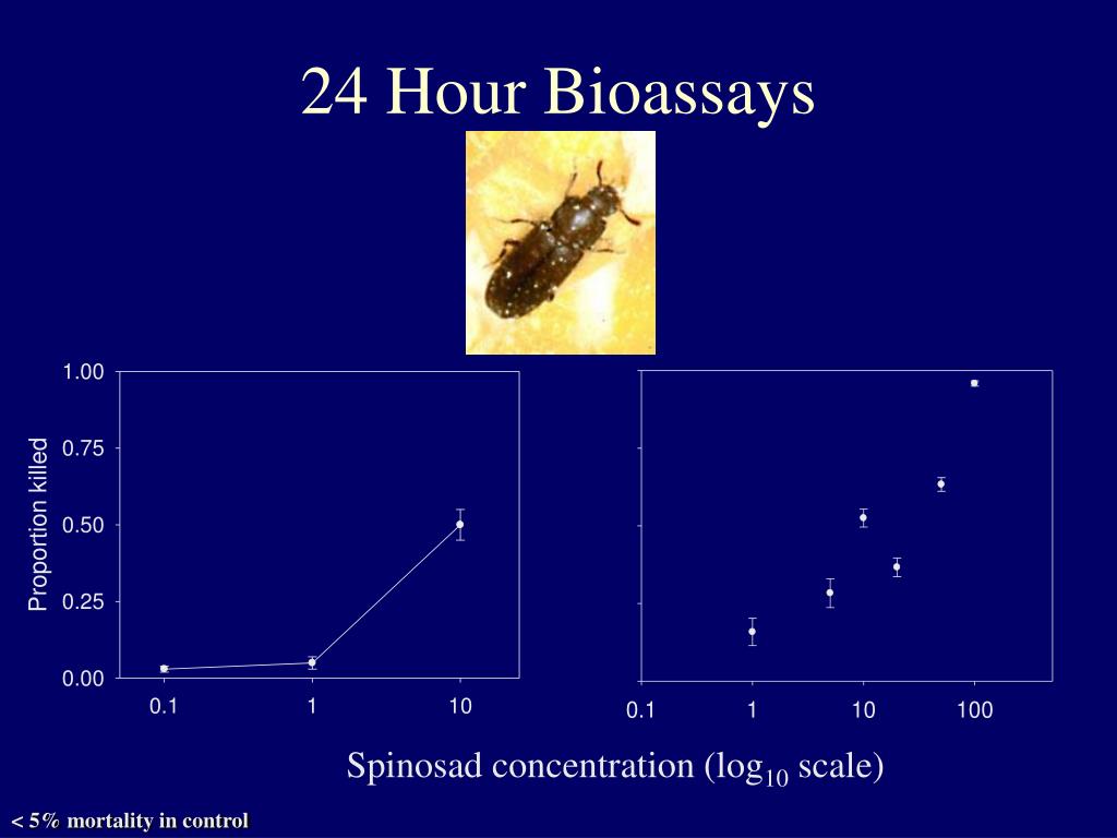 PPT Contact Toxicity of Spinosad to Adult StoredProduct Beetles and