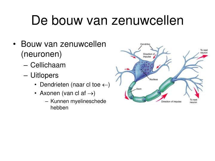 Uitloper Van Een Zenuwcel 4 Letters PPT - De hersenen PowerPoint Presentation - ID:3623370