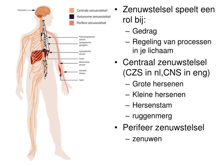 PPT - De hersenen PowerPoint Presentation - ID:3623370