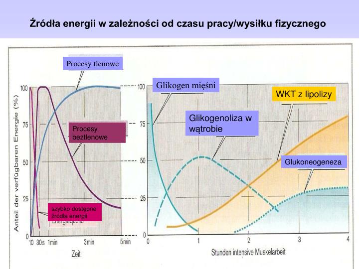 PPT - Fizjologia wysiłku PowerPoint Presentation - ID:3624299