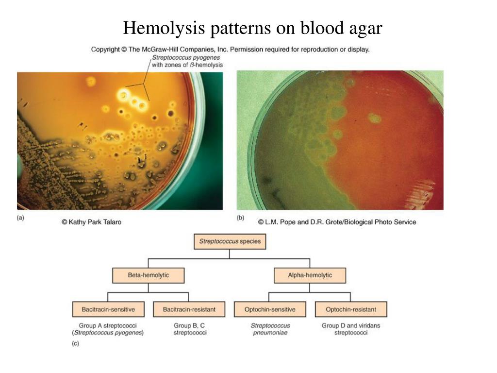 PPT Streptococcus and enterococcus ( greoup D Strept ) PowerPoint