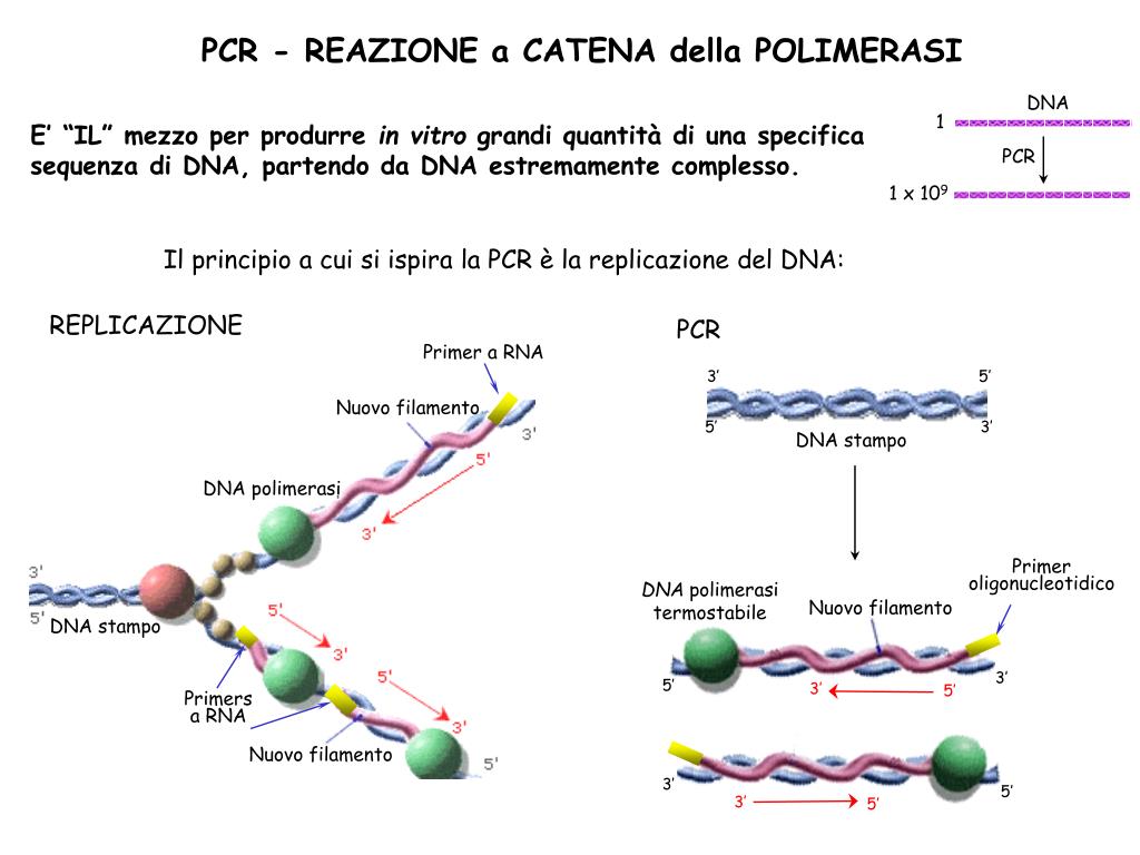 PPT - PCR - REAZIONE a CATENA della POLIMERASI PowerPoint Presentation -  ID:3627291