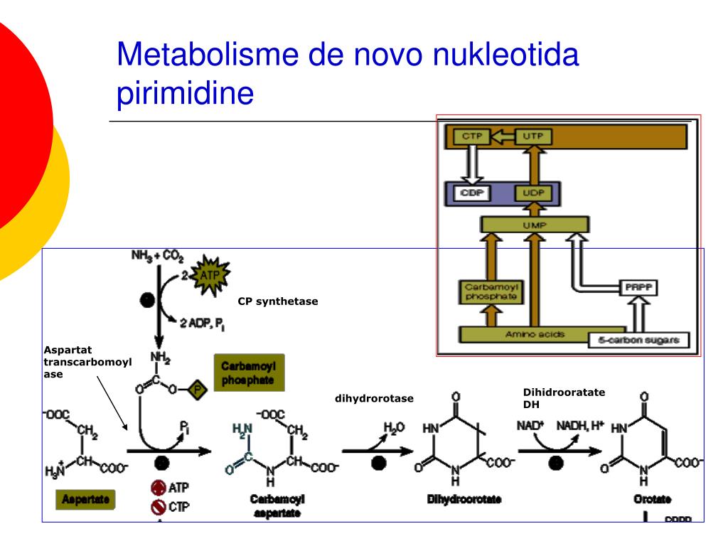 Замена нуклеотида в гене признак. De novo это в медицине. Exl2 Sugar metabolisme.
