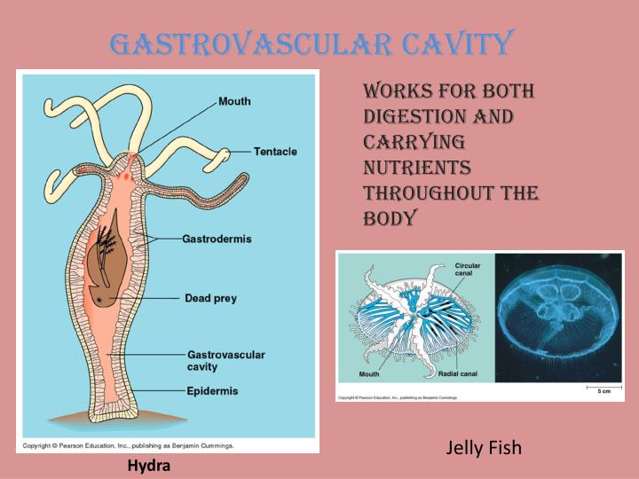 PPT CHAPTER 42 CIRCULATION & GAS EXCHANGE PowerPoint Presentation ID3630752