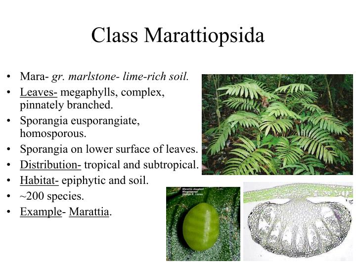 PPT Seedless Vascular Plants Chapter 17 PowerPoint