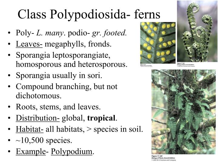 PPT Seedless Vascular Plants Chapter 17 PowerPoint