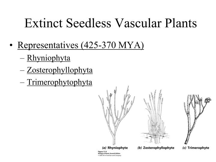 PPT - Seedless Vascular Plants Chapter 17 PowerPoint Presentation - ID ...