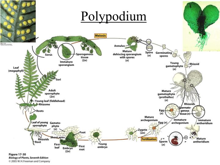 PPT Seedless Vascular Plants Chapter 17 PowerPoint