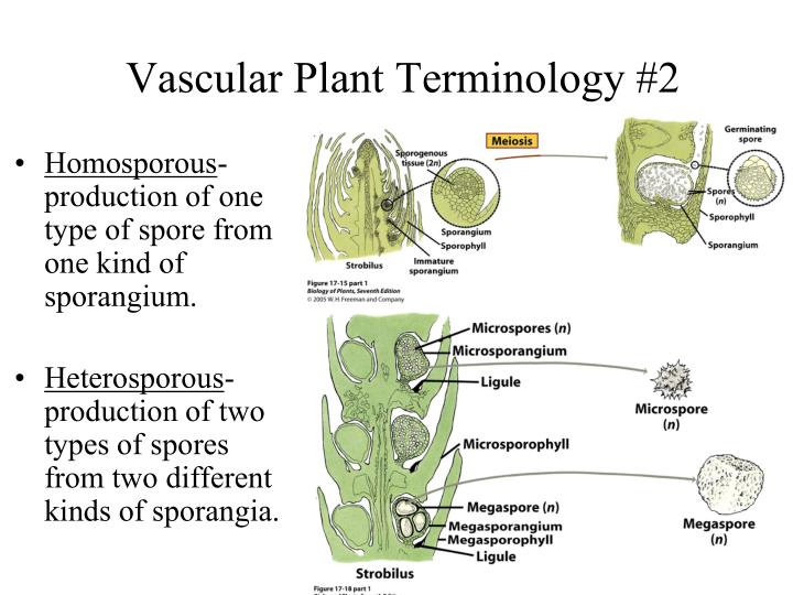 PPT Seedless Vascular Plants Chapter 17 PowerPoint Presentation ID