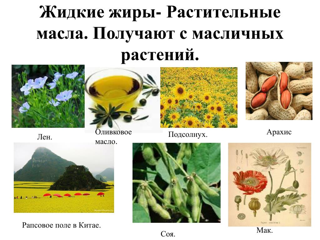 Какие растения дают масло. Масличные культуры. Масленичные культуры. Масличные культуры растений. Масличные культурные растения.