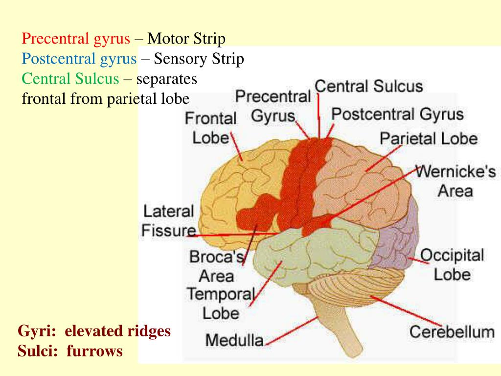 PPT Brain Anatomy PowerPoint Presentation Free Download ID 3634385