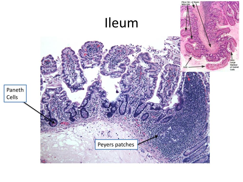 PPT - Histology for Pathology Gastrointestinal System and Exocrine